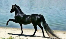 马和马交配视频,一场自然交配的温馨瞬间