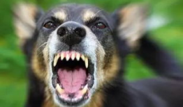 人狗交视频,温馨治愈的友谊瞬间